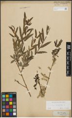 Foto von Salix purpurea L.